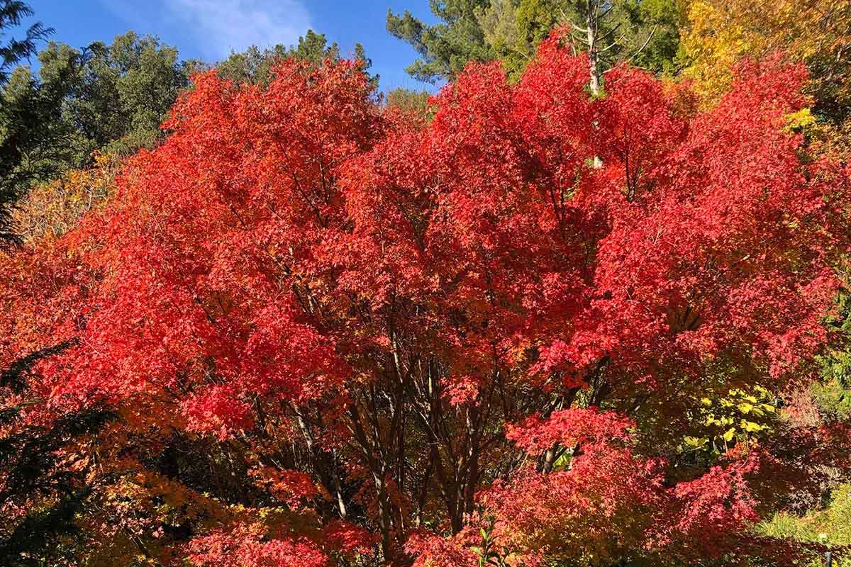 Fall colors at the UC Berkeley Botanical Gardens