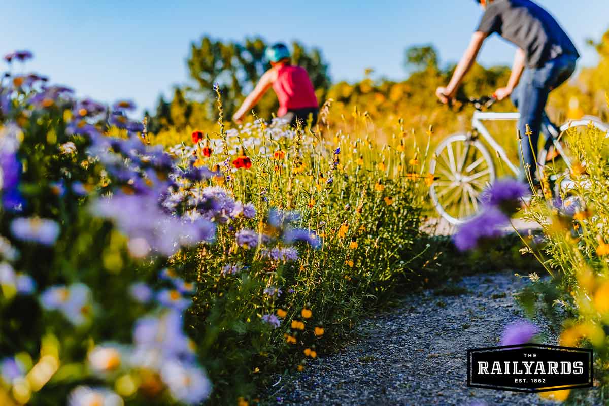 Two cyclists ride their bikes through a field of wildflowers.