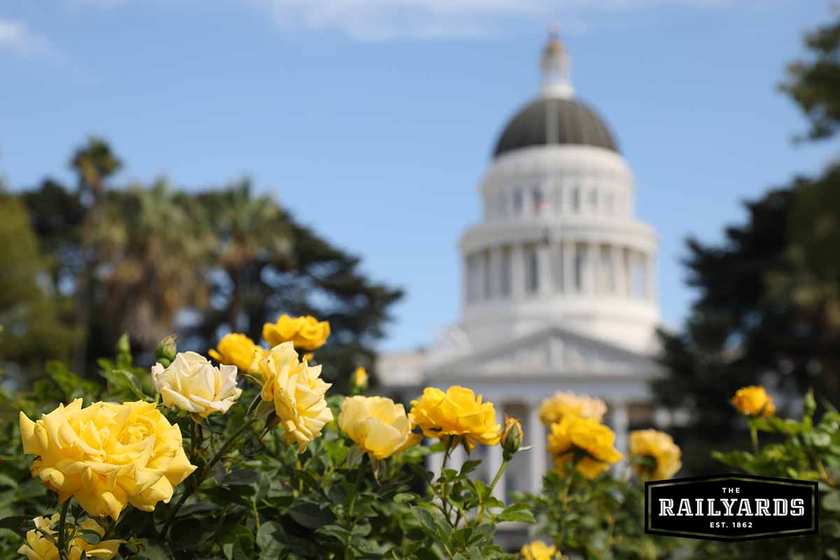 Yellow flowers growing in Downtown Sacramento. Take the 2022 Sacramento Community Survey.